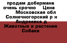 продам добермана ( очень срочно) › Цена ­ 3 000 - Московская обл., Солнечногорский р-н, Андреевка д. Животные и растения » Собаки   